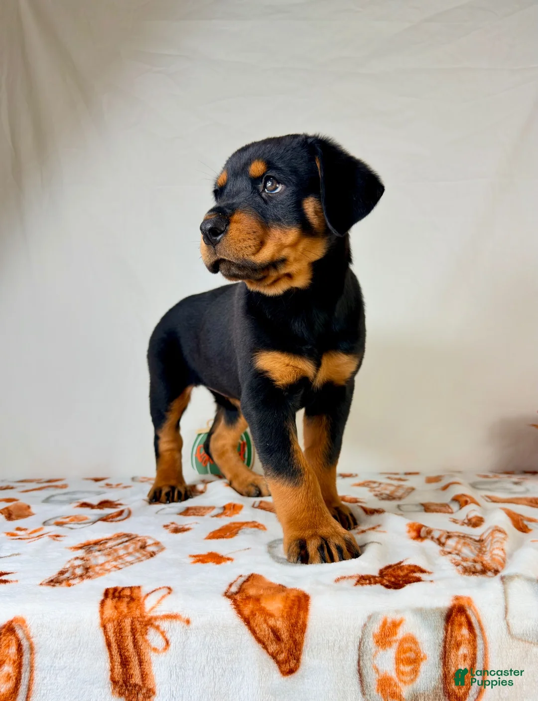 Rottweiler dogs for sale: AKC Duchess - Ad 2