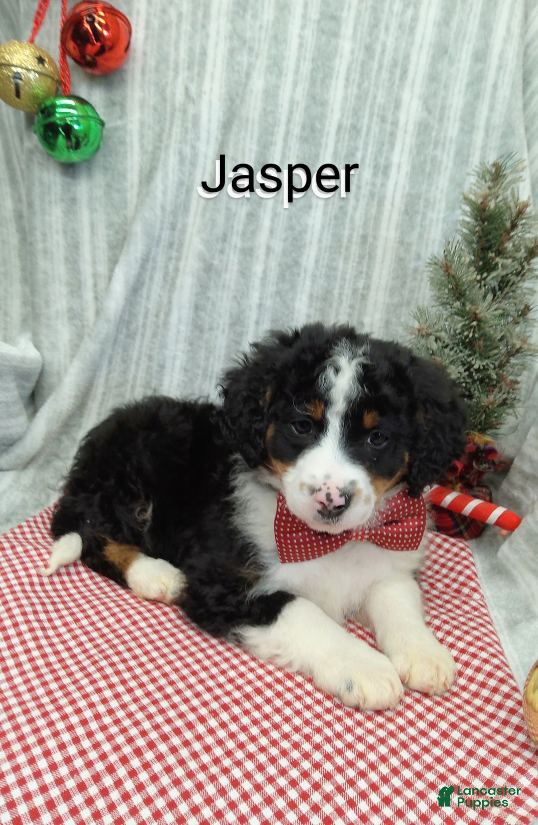 Mini Bernedoodle dogs for sale:  Jasper  - Ad 3