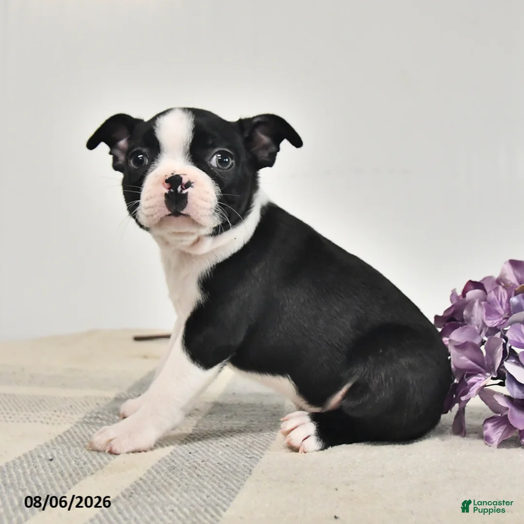 Boston Terrier dogs for sale: Juno - Ad 3
