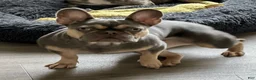 French Bulldog dogs for sale: DIAMOND - Ad 17