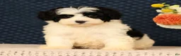 Mini Bernedoodle dogs for sale: Grace - Ad 7