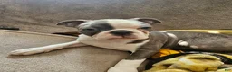Boston Terrier dogs for sale: Max - Ad 3