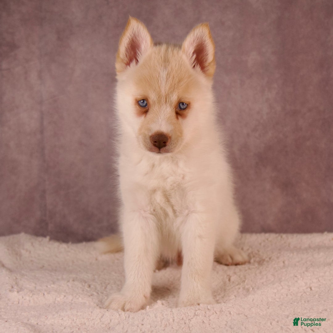 Pomsky dogs for sale: AJay - Ad 24