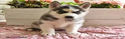 Siberian Husky dogs for sale: Snickers - Ad 2