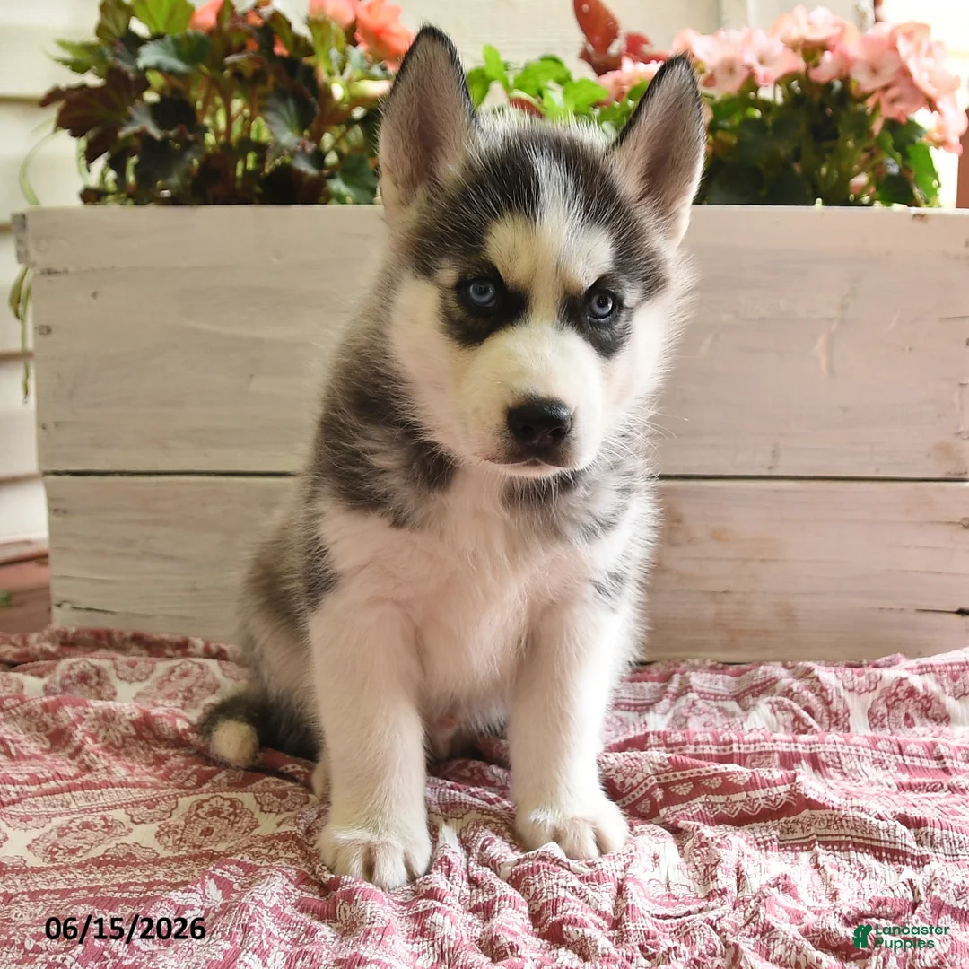 Siberian Husky dogs for sale: Snickers - Ad 2