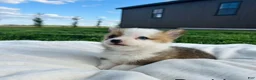 Welsh Corgi Pembroke dogs for sale: David Welsh Corgi Pembroke Puppy  - Ad 4