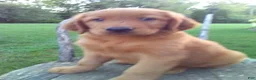 Golden Retriever dogs for sale: Barney - Ad 3