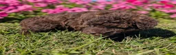 Toy Poodle dogs for sale: Twix - Ad 4