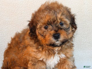 Havapoo dogs - Ad 39