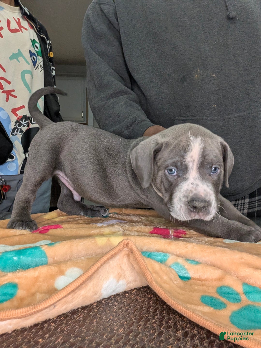 American Bully dogs for sale: American Bully Puppy 1 - Ad 3