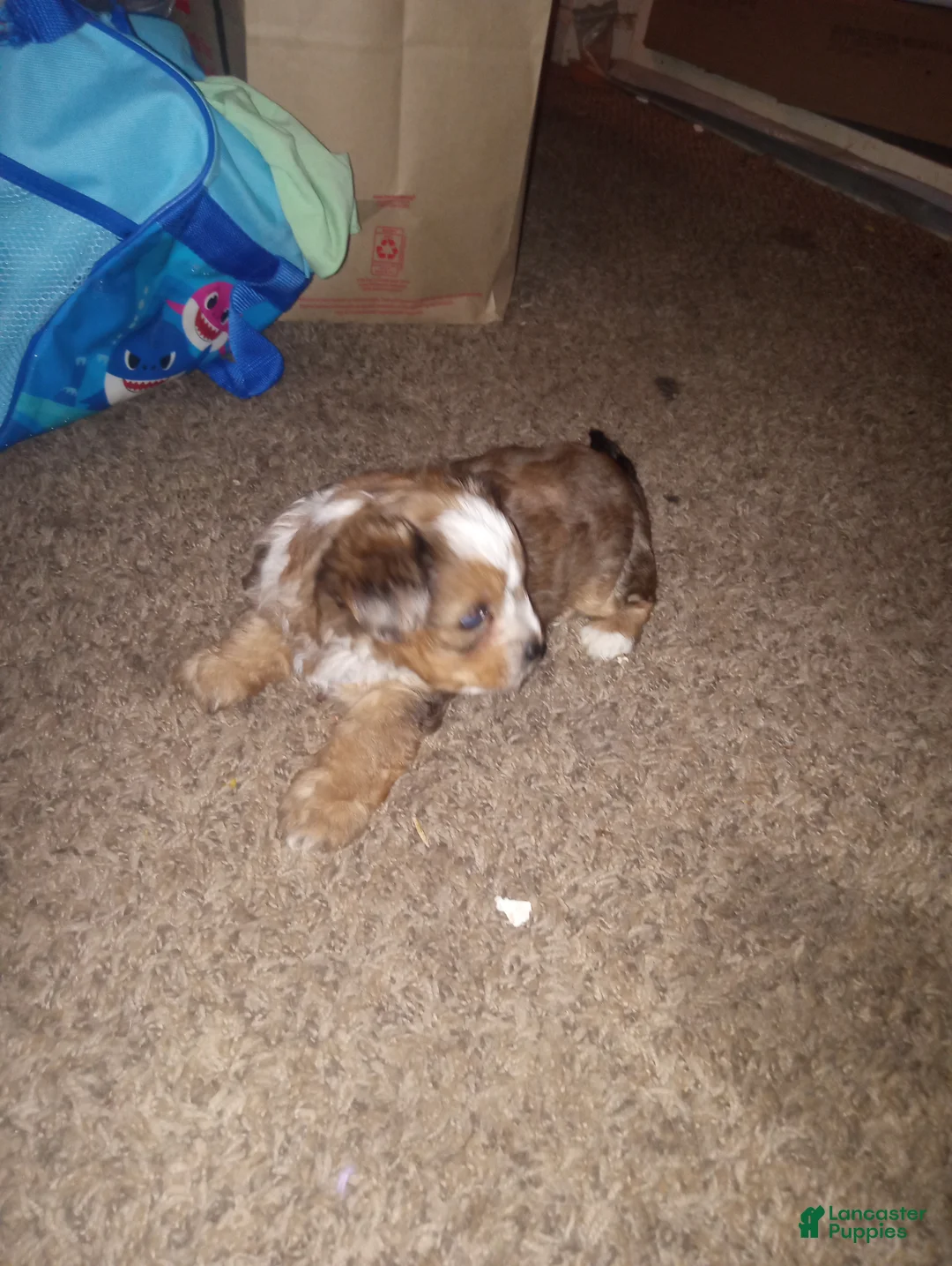 Yorkshire Terrier dogs for sale: Yorkshire Terrier Puppy 1 - Ad 2