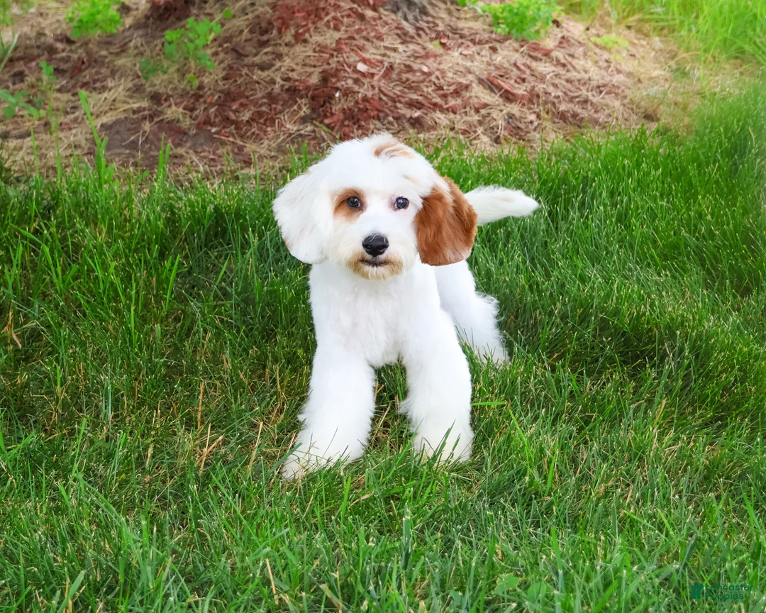 Cavapoo dogs for sale: Shiloh  - Ad 2