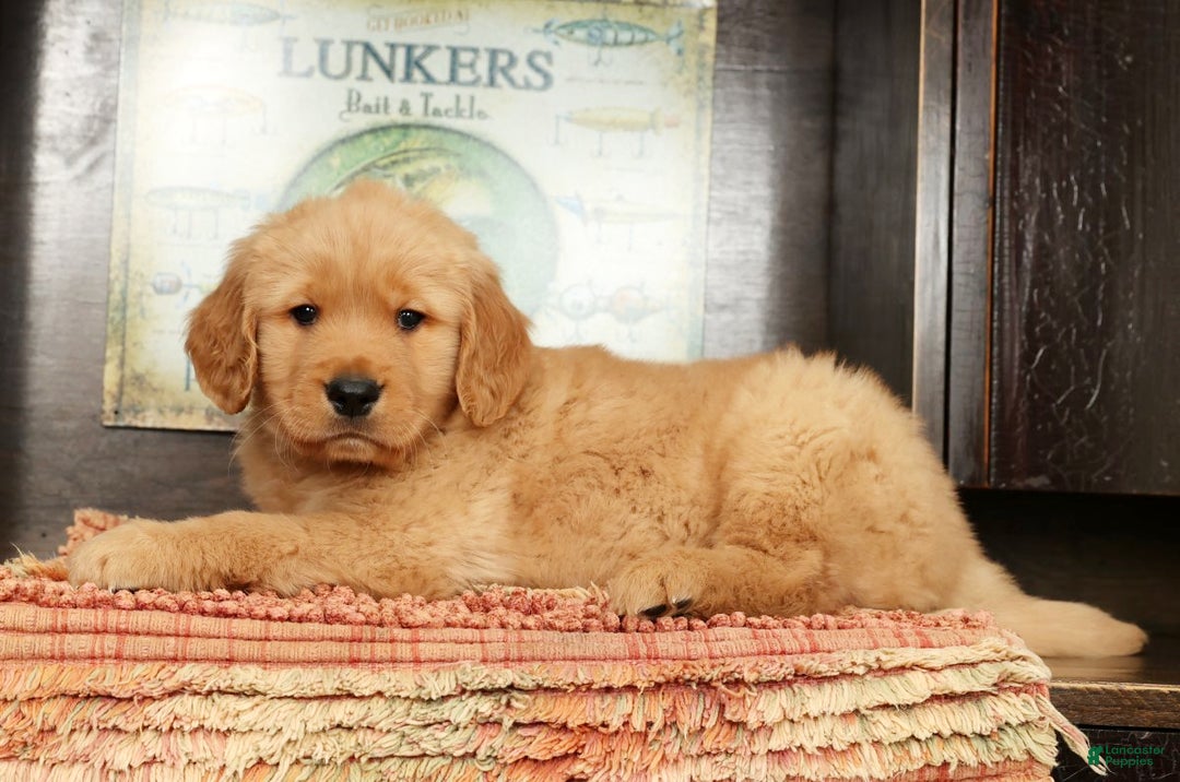 Golden Retriever dogs for sale: Flint - Ad 2