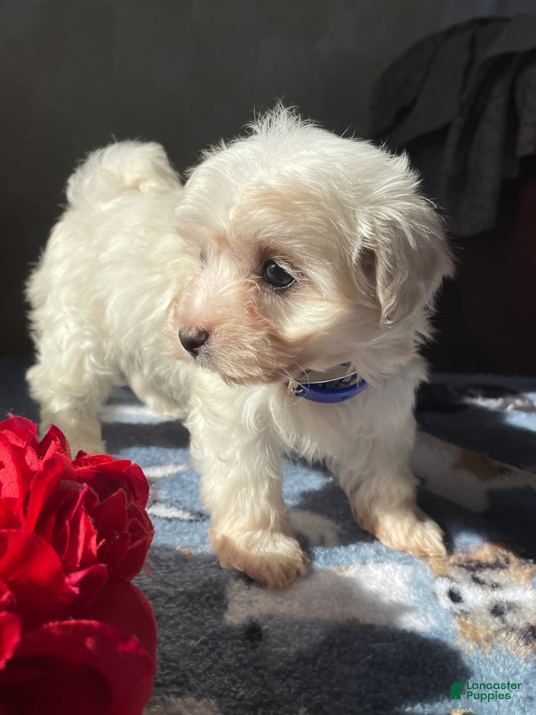 Maltese dogs for sale: Luna - Ad 4