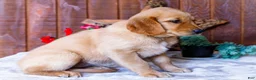 Golden Retriever dogs for sale: Lilac - Ad 5