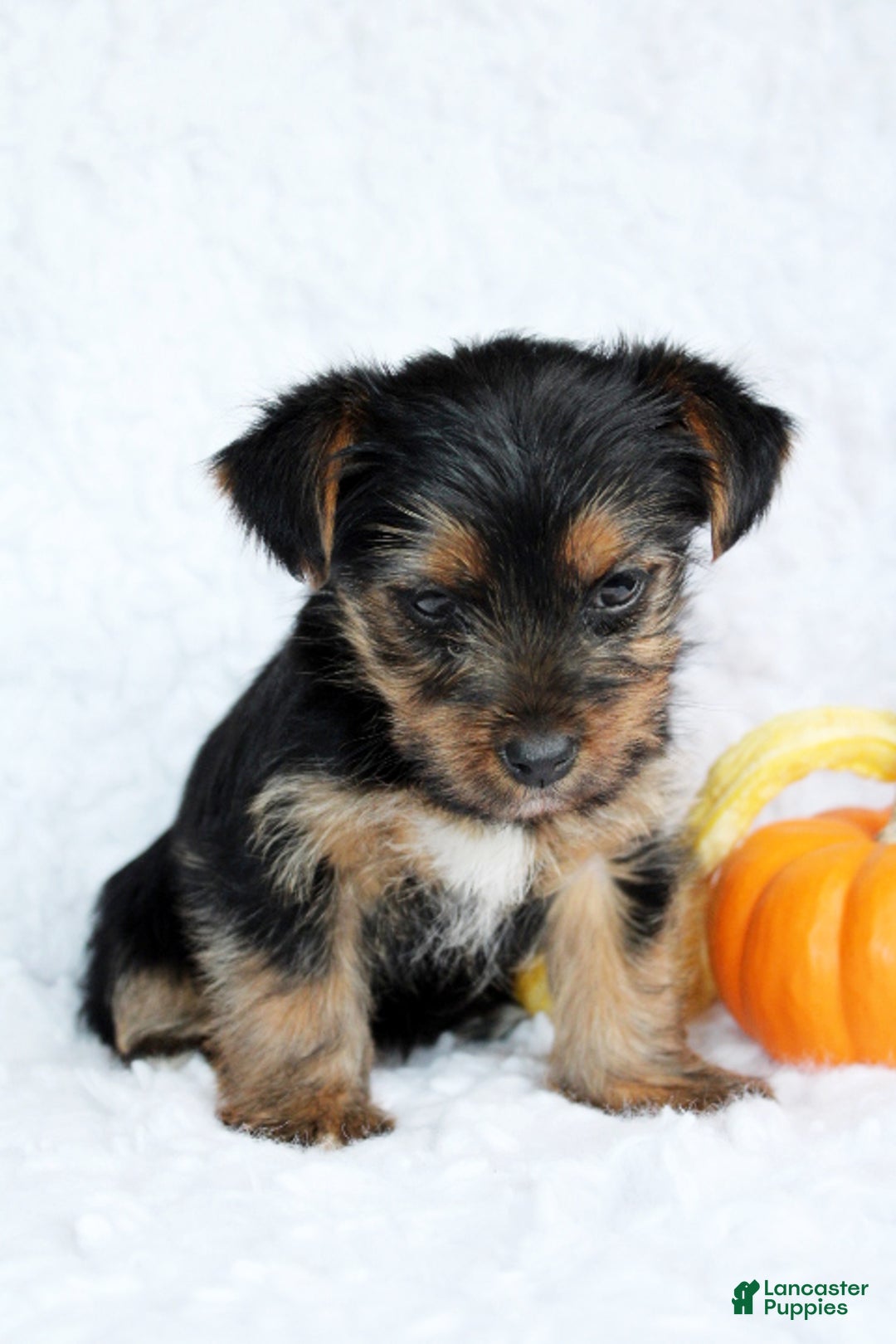 Yorkshire Terrier dogs for sale: Abby - Ad 2
