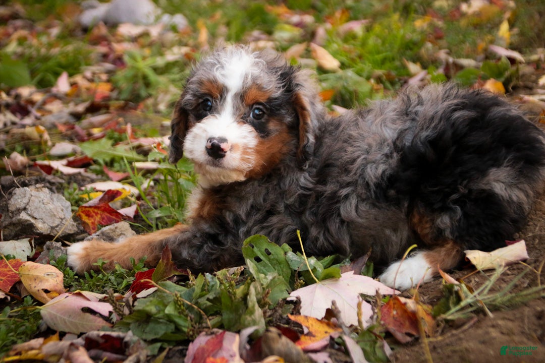 Bernedoodle dogs Everest Miniature Bernedoodle  - Ad 2
