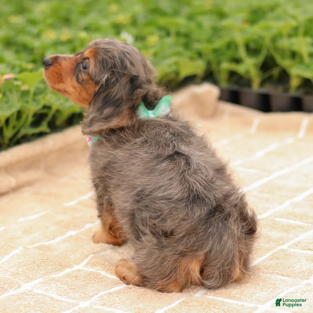 Miniature Dachshund dogs for sale: Cupid - Ad 5