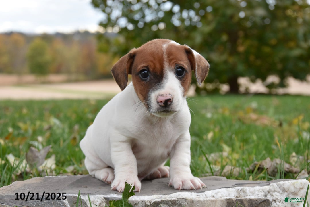 Jack Russell Terrier dogs for sale: Benji - Ad 2