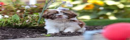 Shih Tzu dogs for sale: Juniper - Ad 4
