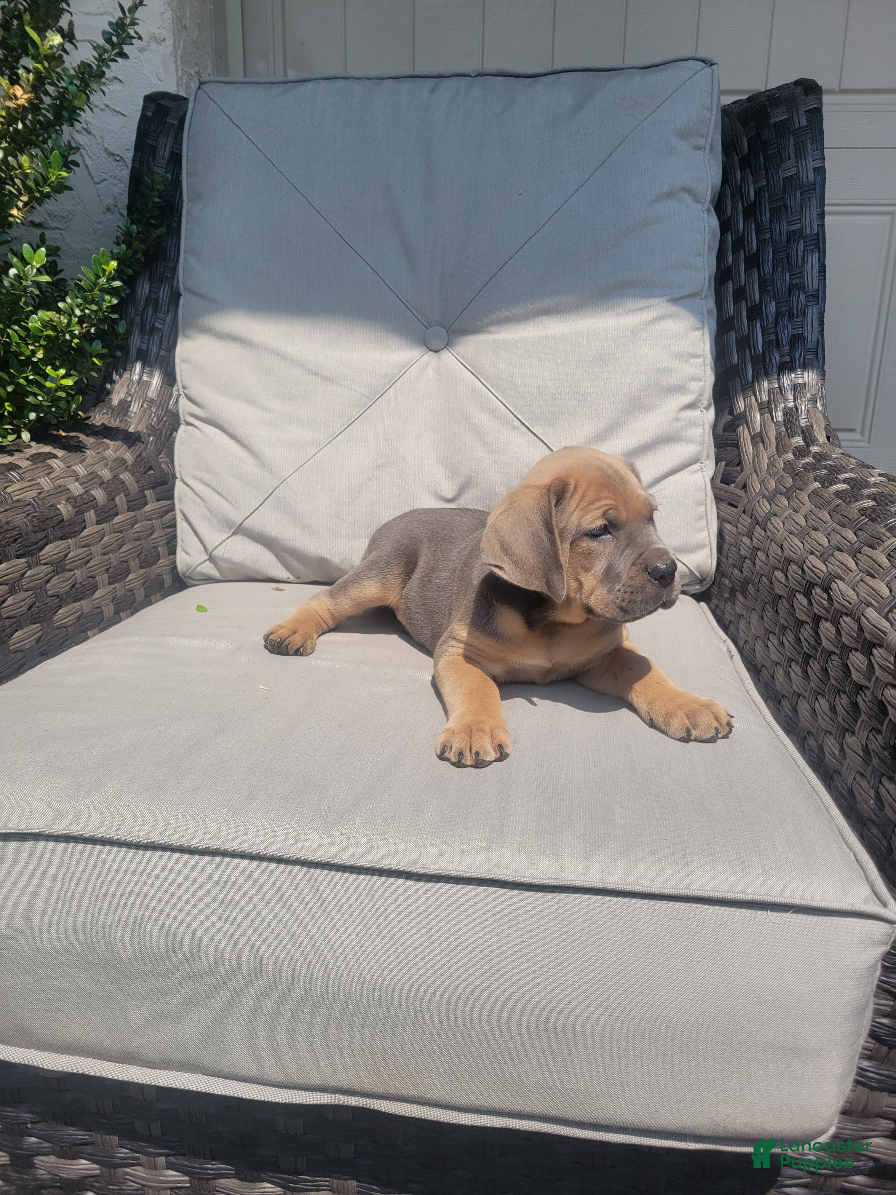 Cane Corso dogs Daisy  - Ad 2