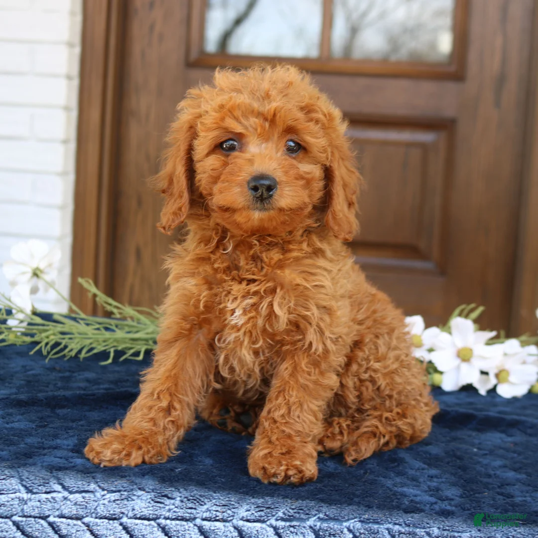Mini Goldendoodle dogs for sale: Gia  - Ad 1