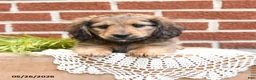 Miniature Dachshund dogs for sale: Jax - Ad 5
