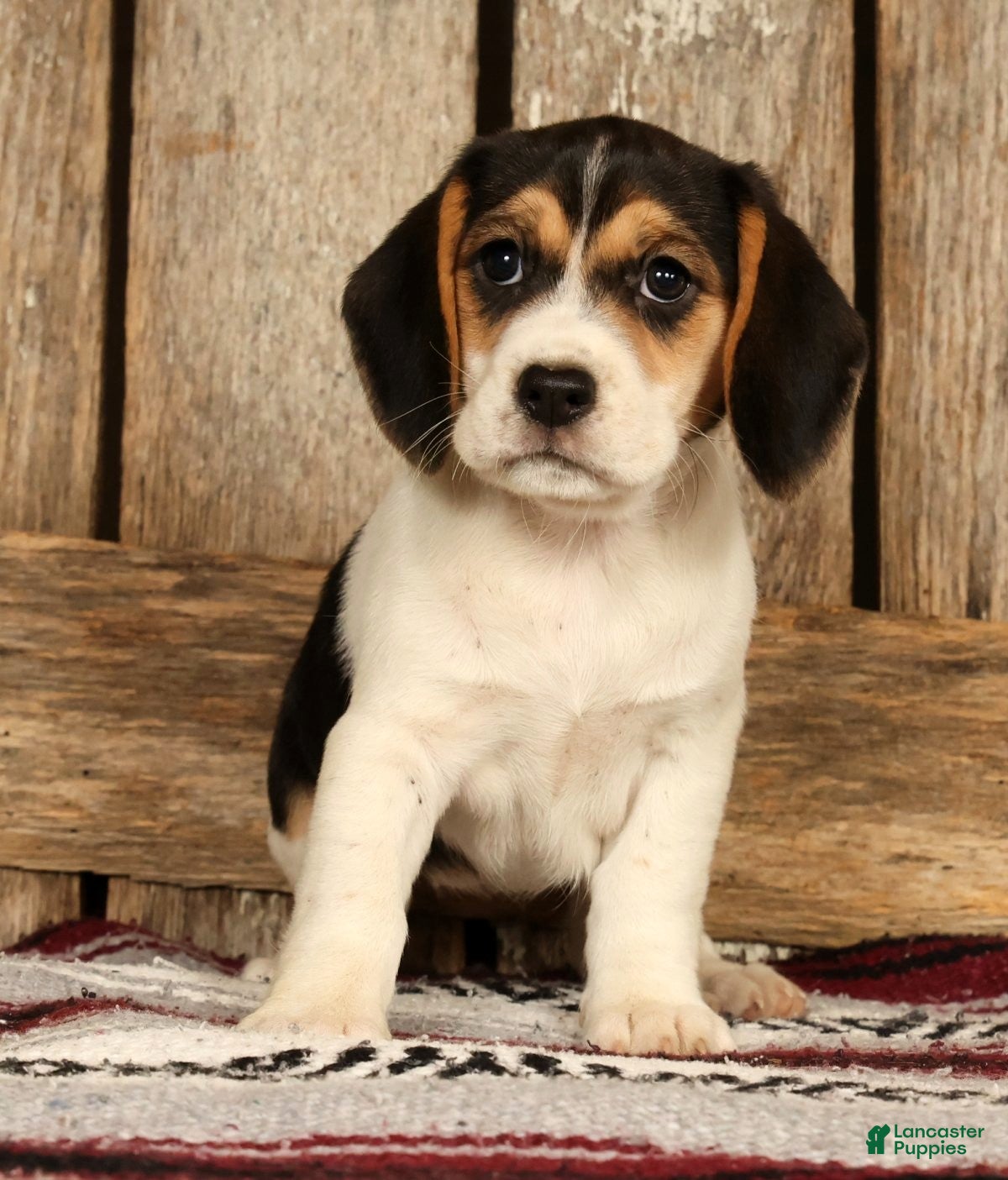 Beagle dogs for sale: Cuddles - Ad 3