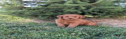 Mini Goldendoodle dogs for sale: Prince  - Ad 6