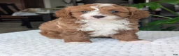 Cavapoo dogs for sale: Joey - Ad 8