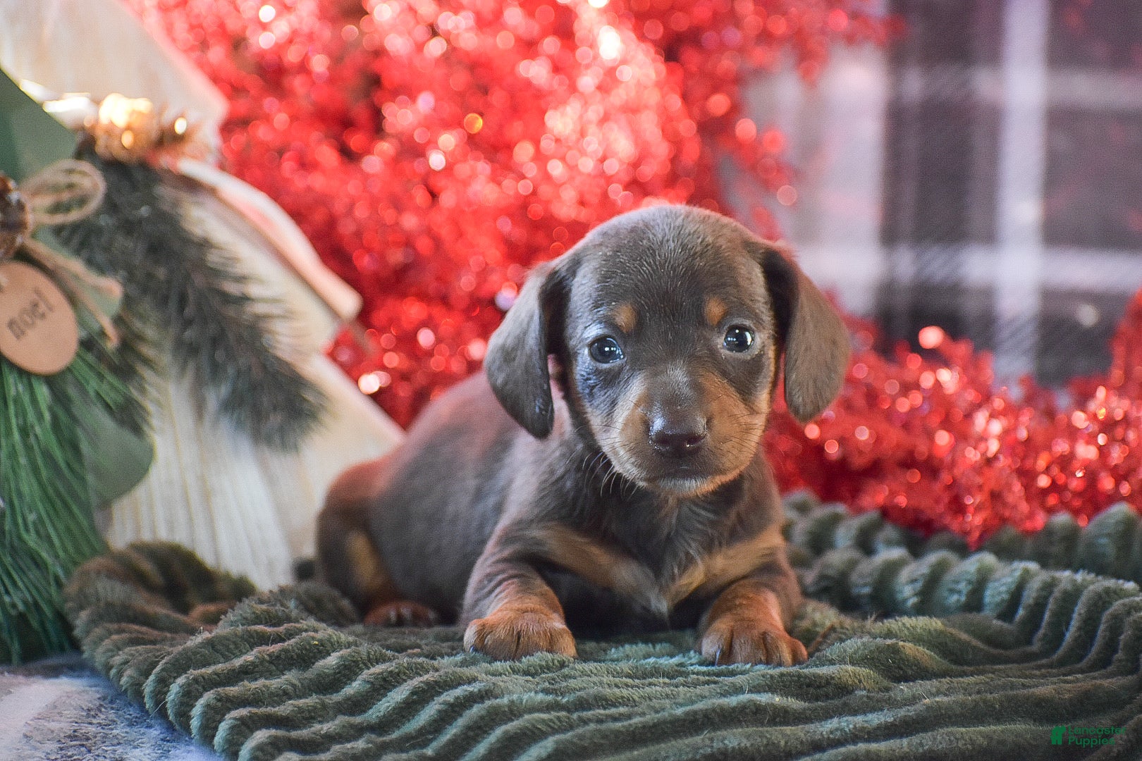 Dachshund dogs Sprinkles - Ad 15