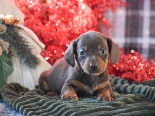 Dachshund dogs Sprinkles - Ad 30