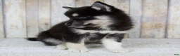 Pomsky dogs for sale: Bailie - Ad 4