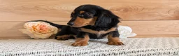 Miniature Dachshund dogs for sale: Riley - Ad 5