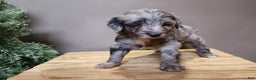 Mini Bernedoodle dogs for sale: Blitz - Ad 5