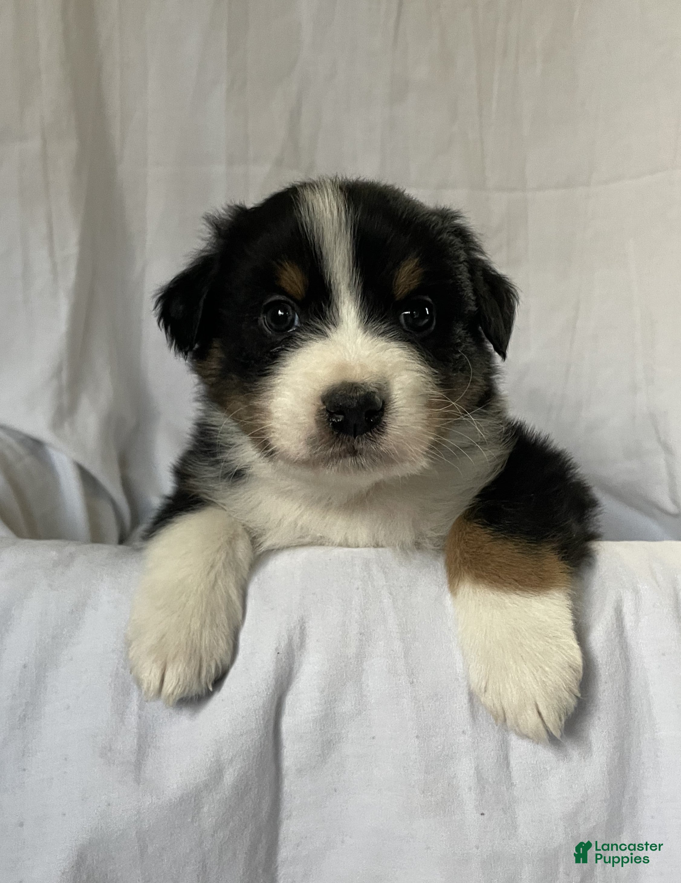 Australian Shepherd dogs Hero - Ad 27