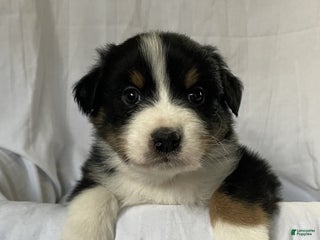 Australian Shepherd dogs Hero - Ad 8