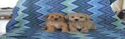 Maltipoo dogs for sale: Brody - Ad 3