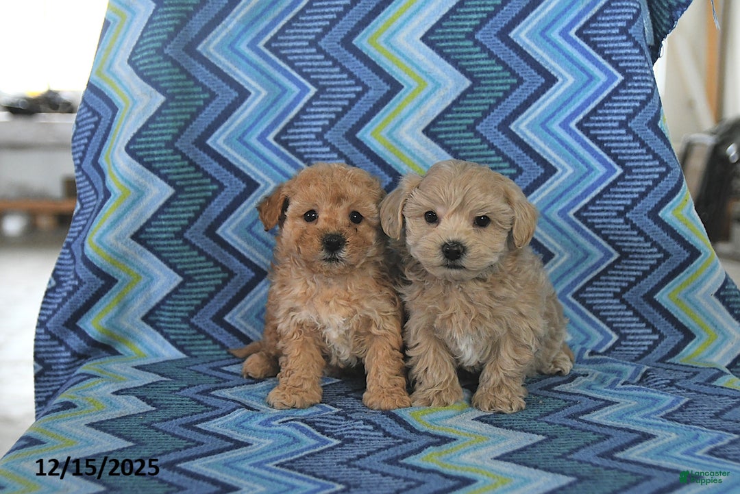 Maltipoo dogs for sale: Brody - Ad 3