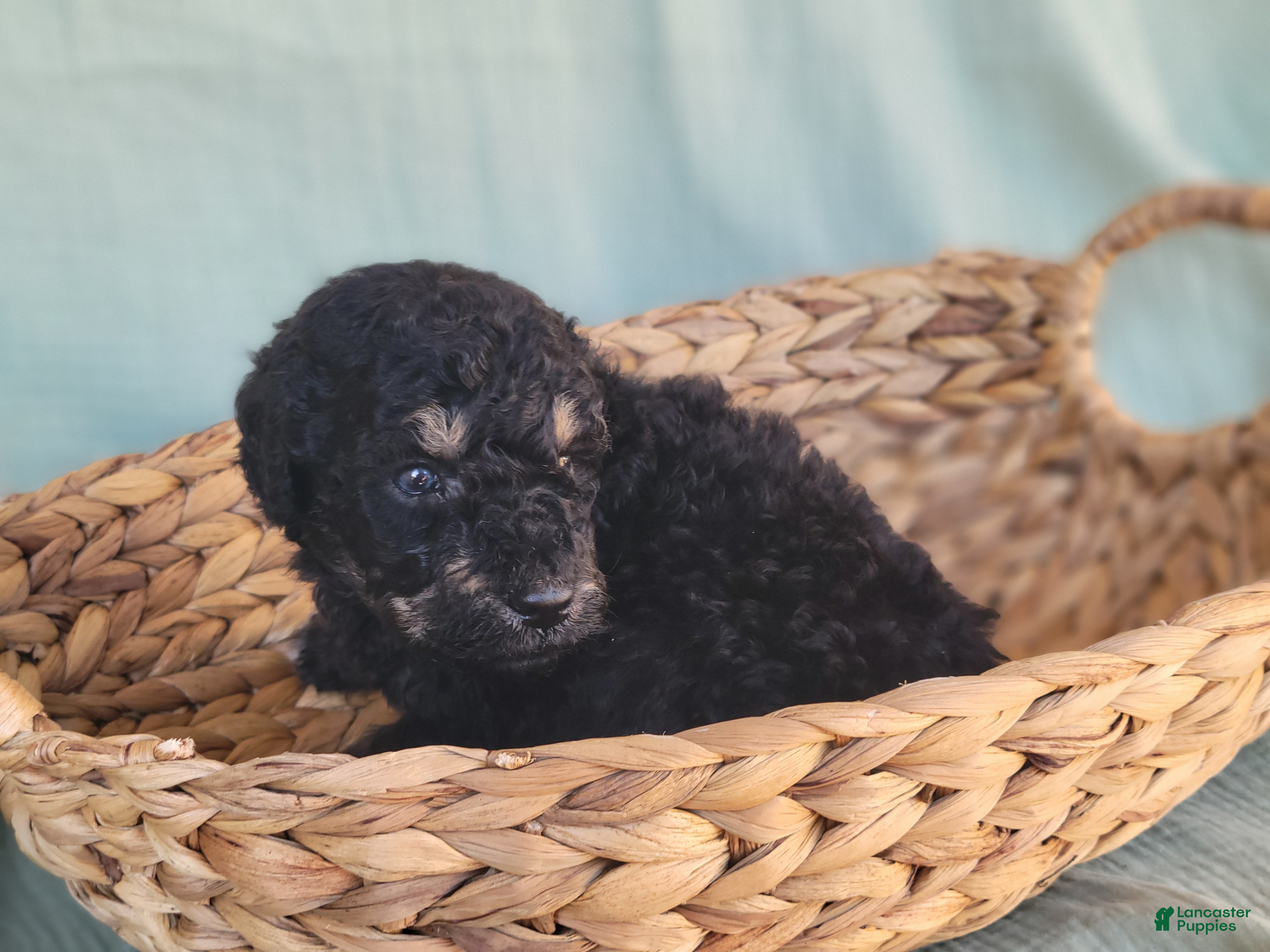 Aussiedoodle dogs for sale: Aussiedoodle Timone - Ad 18