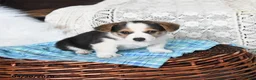 Welsh Corgi Pembroke dogs for sale: Carson - Ad 2