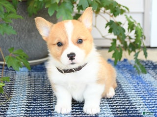 Welsh Corgi Pembroke dogs - Ad 34