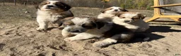 Mixed Breed dogs for sale: Zero - Ad 10