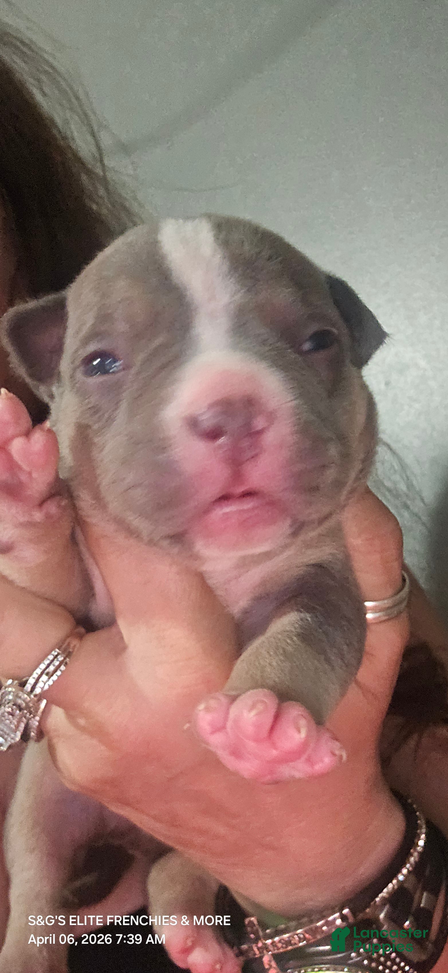 American Bully dogs Godzilla  - Ad 13