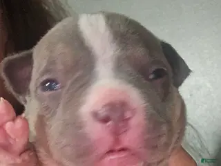 American Bully dogs Godzilla - Ad 13