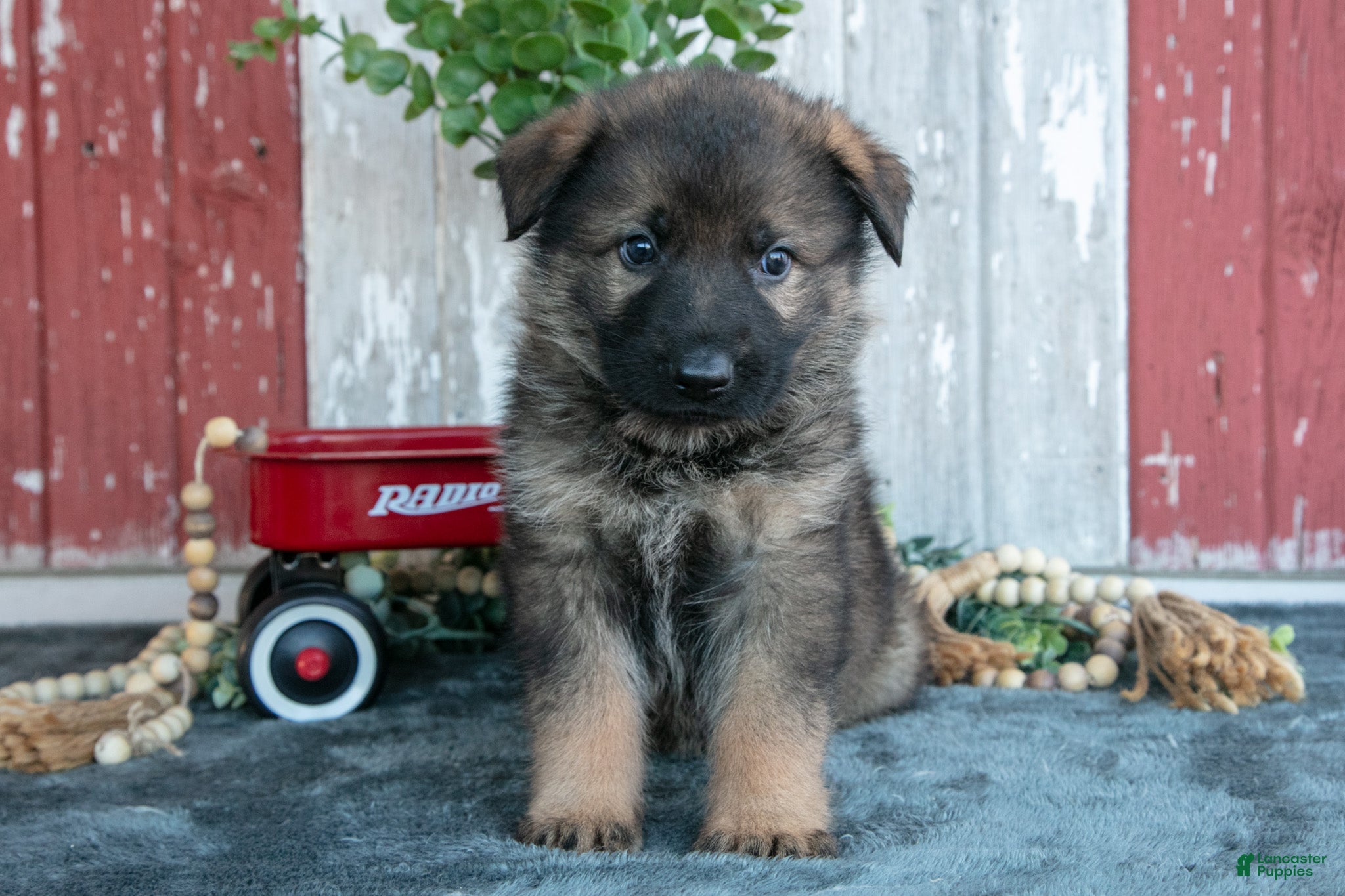 German Shepherd dogs for sale: Kash - Ad 2