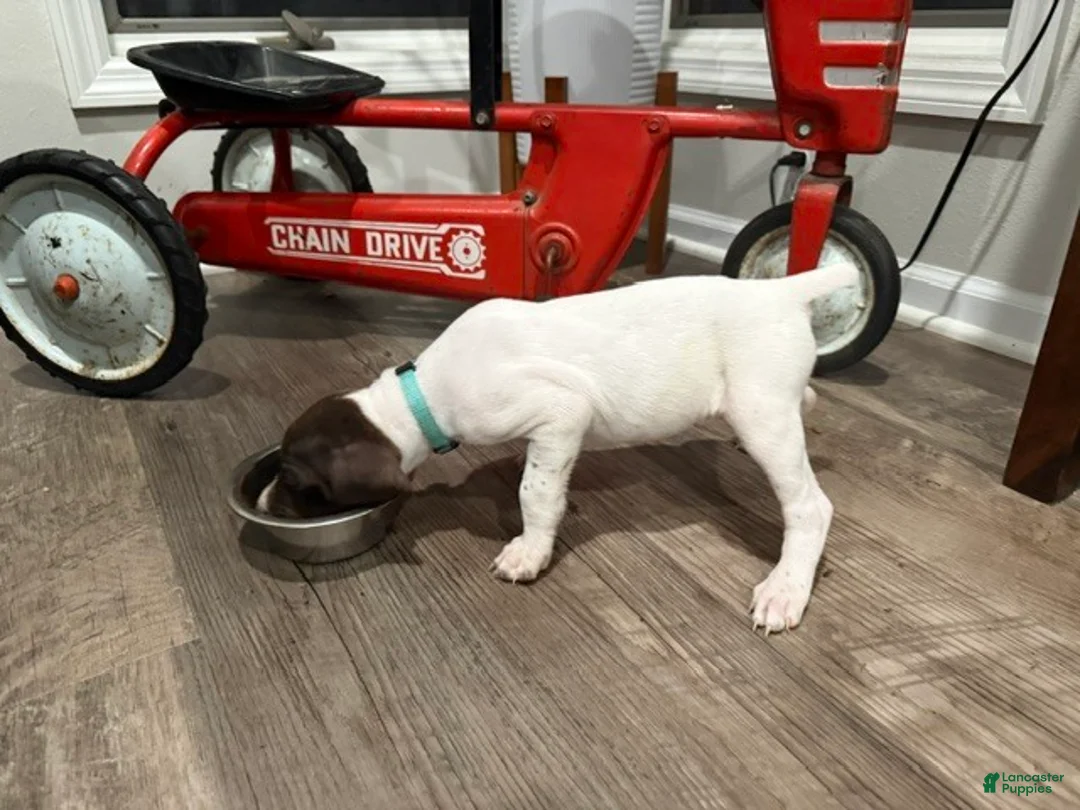 German Shorthaired Pointer dogs for sale: Megan - Ad 4
