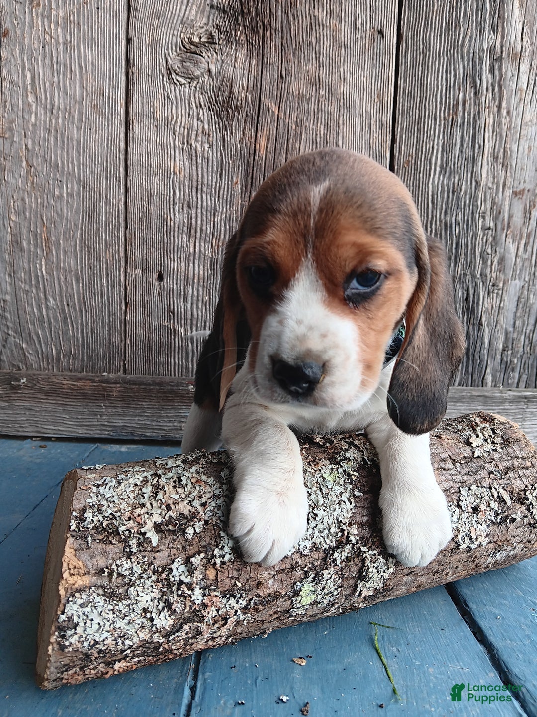 Beagle dogs for sale: Snicker - Ad 5