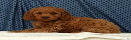 Cockapoo dogs for sale: Luna - Ad 5