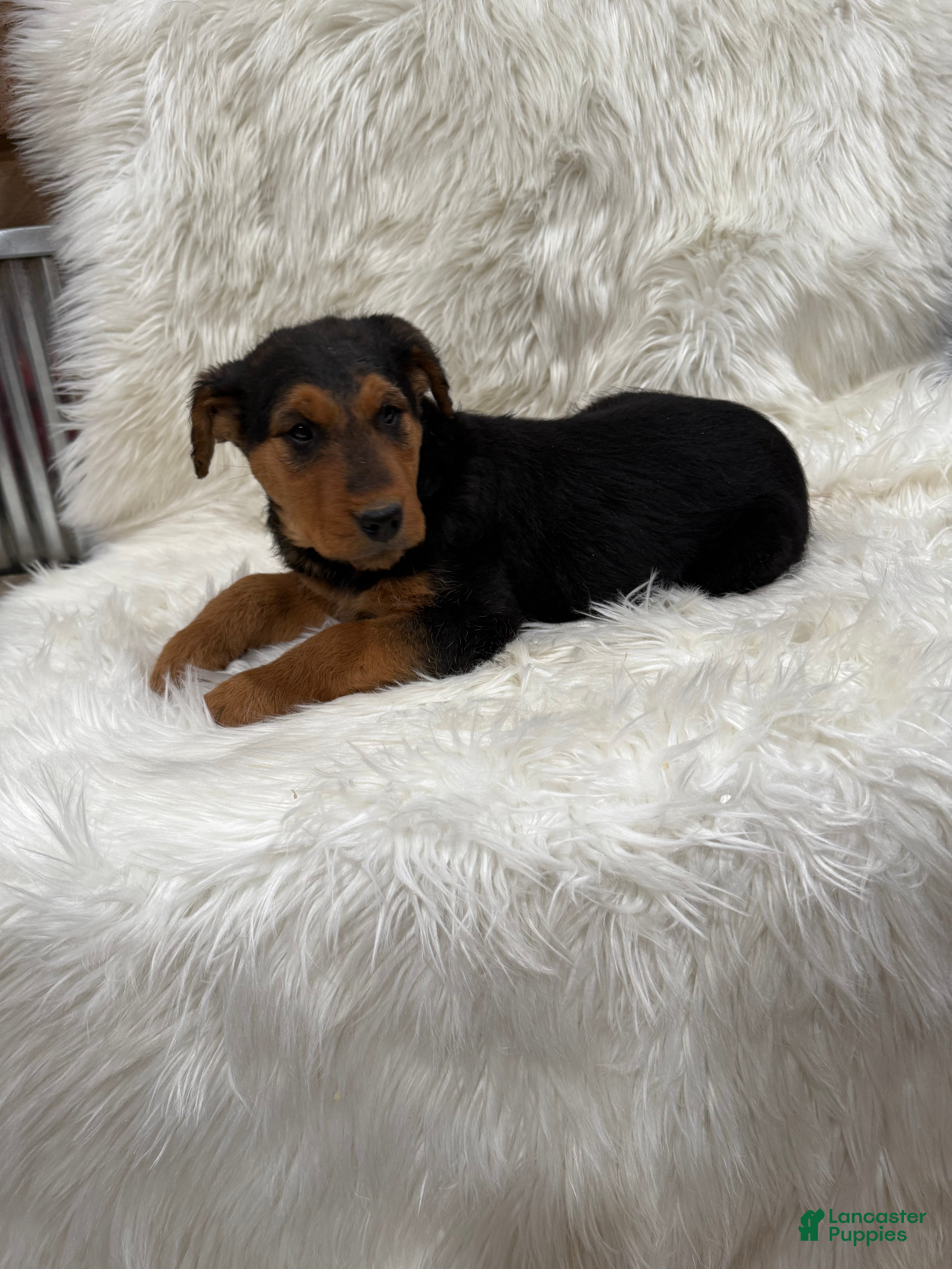 Airedale Terrier dogs Samantha Airedale Terrier Puppy 2 - Ad 1